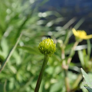 キンポウゲ属の写真