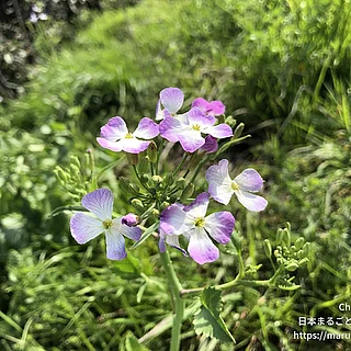 ハマダイコンの写真
