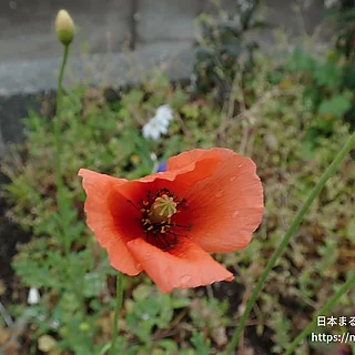 ナガミヒナゲシの写真