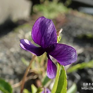 スミレ（花）の写真