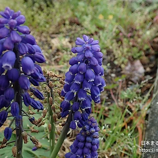 ムスカリ属（花）の写真