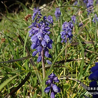 ムスカリ属（花）の写真