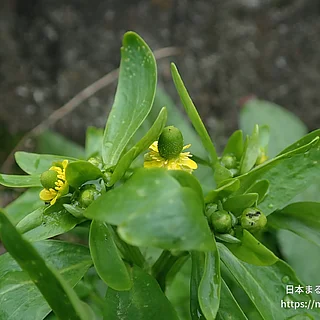 タガラシの写真