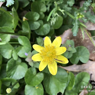 キクザキリュウキンカの写真