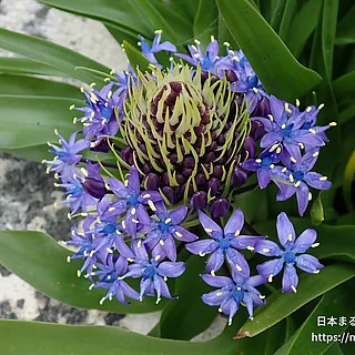 オオツルボ（花）の写真