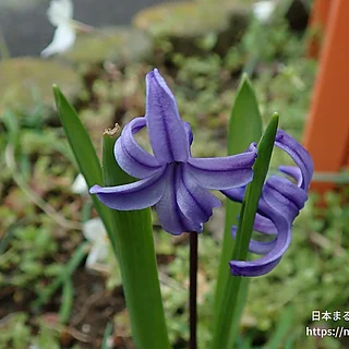 ヒアシンス（花）の写真