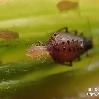 モミジニタイケアブラムシの写真