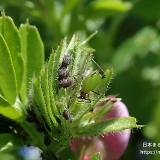ソラマメヒゲナガアブラムシの写真
