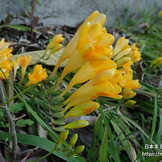 フリージア属（花）の写真