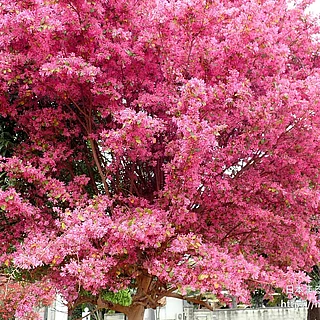 ベニバナトキワマンサク（花）の写真