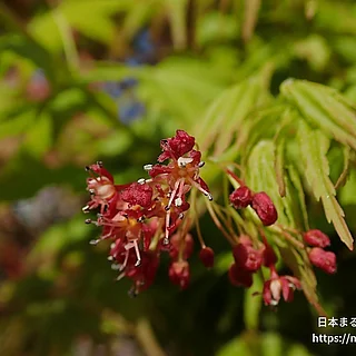 イロハモミジ（花）の写真