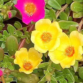 ハナスベリヒユ（花）の写真