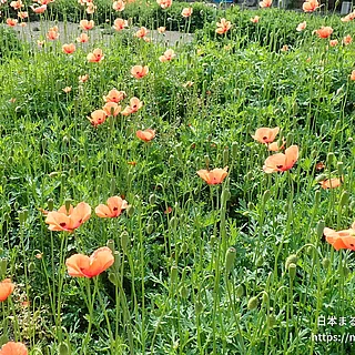 ナガミヒナゲシの写真