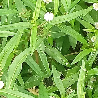 アメリカタカサブロウ（花）の写真