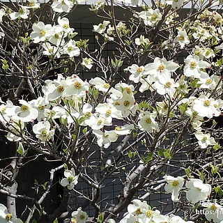 ハナミズキ（花）の写真