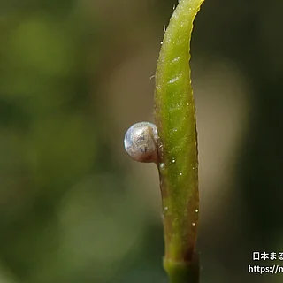 ナミアゲハの写真