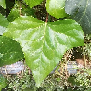 オカメヅタの写真