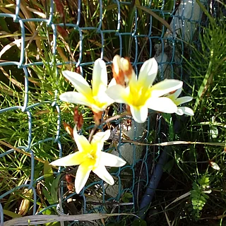 スイセンアヤメ（花）の写真