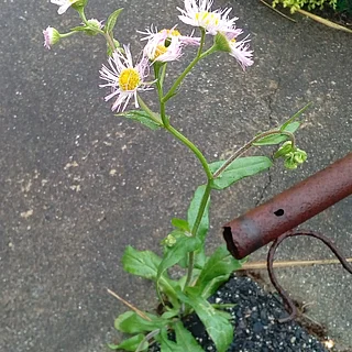 ハルジオン（花）の写真