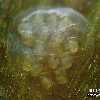 インドヒラマキガイの写真