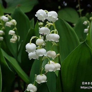 スズラン（花）の写真