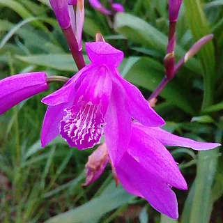シラン（花）の写真