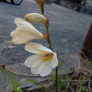 スイセンアヤメ（花）の写真