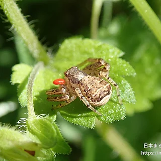 カニグモ属の写真