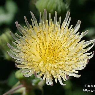 ウスジロノゲシ（花）の写真