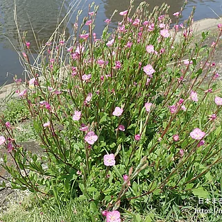 ユウゲショウ（花）の写真