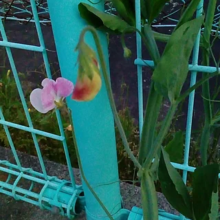ジャコウエンドウの写真