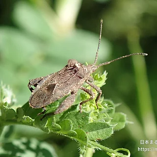 ホオズキカメムシ（成体）の写真