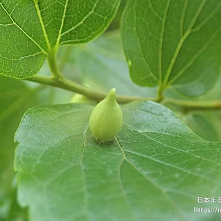 エノキトガリタマバエの写真