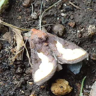 キクキンウワバ（成体）の写真