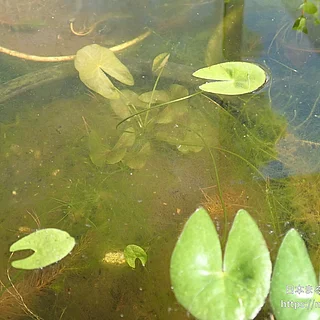 ヒツジグサの写真