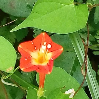 マルバルコウ（花）の写真