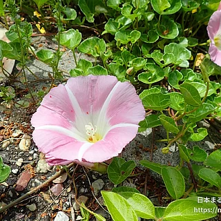 ハマヒルガオ（花）の写真