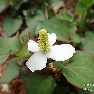ドクダミ（花）の写真
