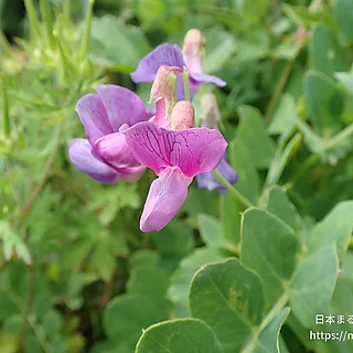 ハマエンドウ（花）の写真