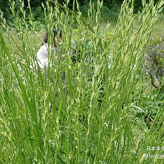ホソムギ（花）の写真