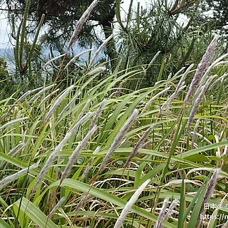 チガヤ（花）の写真