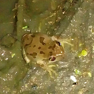 ヒガシニホンアマガエルの写真