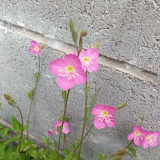 ユウゲショウ（花）の写真