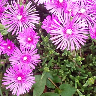 マツバギク（花）の写真