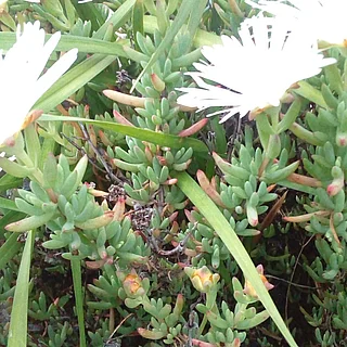 マツバギク（花）の写真