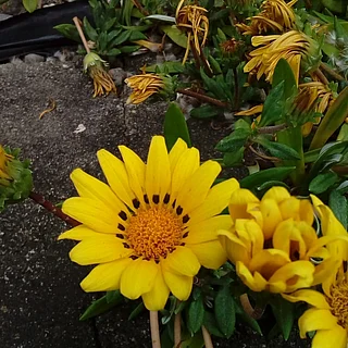 ガザニア・バナナパフェ（花）の写真