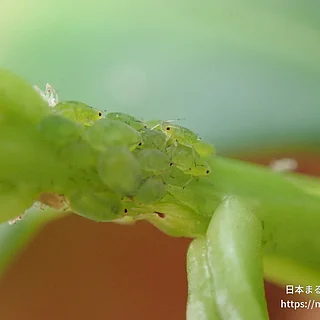 アブラムシ科の写真