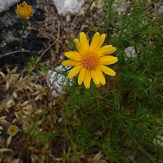 ダールベルグデージー（花）の写真