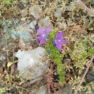 キキョウソウ（花）の写真