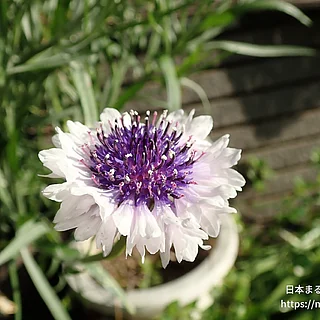 ヤグルマギク（花）の写真